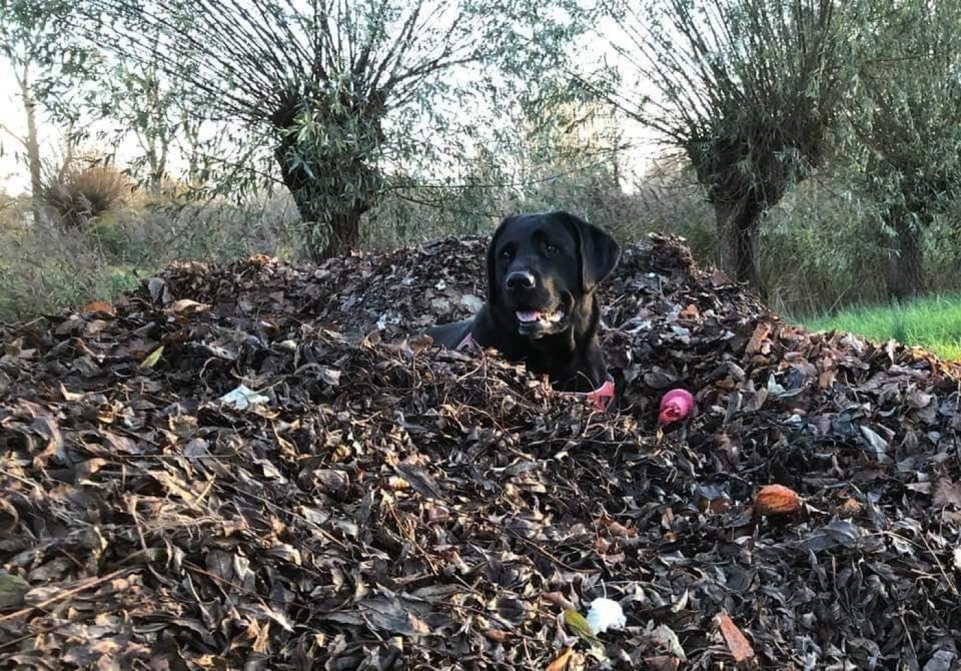 wandelen met hond.jpg